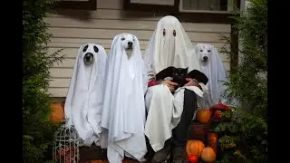 Huskies Put on Halloween Costumes and Arranged a Photo Shoot