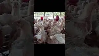 poultry farm। 