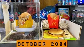4+ Year Old McDonald’s Food! | McDonald’s Jewel Box Update October 2024