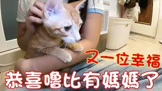 貓咪小短篇-嚕比有媽媽了~又一位得到幸福的毛孩