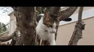 Nikki's Adventures