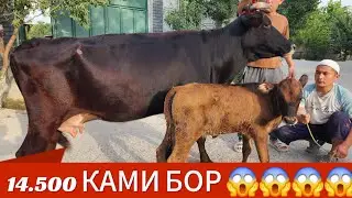 АРЗОН СИНАХТА ХОЖАЛИК БОБ СИГИРЛАР | 6-сент, 2024.