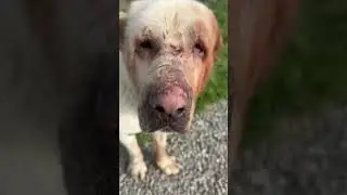 Алабай в шоке/Что за чудо зверь?