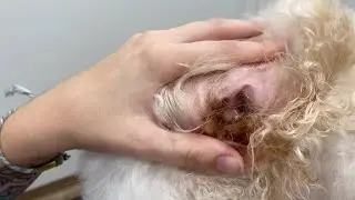 Dog Ear Cleaning - Preventing Ear Infection