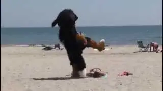 Собака на пляже зажигает...