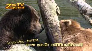 Kodiak bear - kodiakbeer - ursus arctos middendorffii