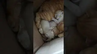 Kitten 🤩 #kucingkampung #kucing #cat #pecintakucing #shorts #shortsvideo #short #shortvideo