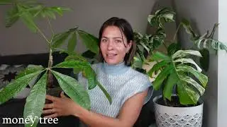 6 Houseplants That Will Make Your Home Look Cute!