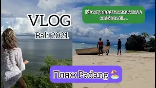 VLOG пляж Padang. Как привезти животное на Бали ?...