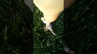 a Tiger Pride 5
