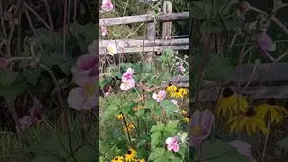 цветочная полянка