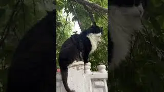 Кот Кузя часть 2