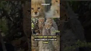Baby Cheetah: Super Cute Meow | Cheetah cubs! 
