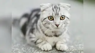 Самые странные легенды о #кошках | Короткие рассказы