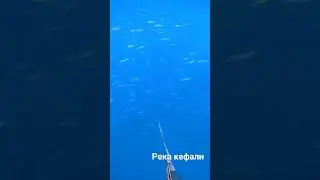 Река кефали в Чёрном море 😍