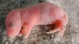 CUTEST BABY ANIMAL IN THE WORLD