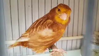 Tошкент қуш бозори: КАНАРЕЙКАЛАР 20.03.21 тот самый выпуск bird market in Tashkent