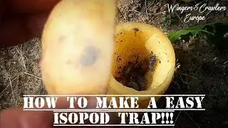 How to make a easy Isopod Trap! |   DIY Woodlice Trap. Insect Trap! Catch and get free isopods.