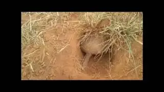 Varios bichos para você, perto da estrada