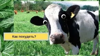 О жиросжигающем видеосеансе "Ваша Венеция"