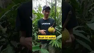 Buah yg cuma ada di Indonesia #viralvideo #shortsviral #survival