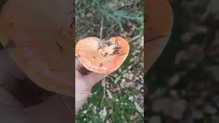 WHAT DOES A SPRUCE RED MUSHROOM LOOK LIKE? / Giant red mulberry mushrooms