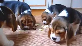 Яблочки