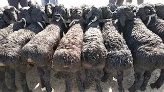 22 марта 2019 г. Хисори Кузилар куйлар нархлари
