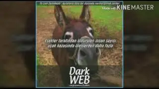 15 fotoğraflı ilginç bilgi (şaşırtıcı bilgiler)
