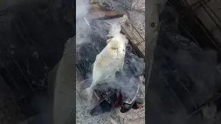 Bakar ikan ayam ayam 