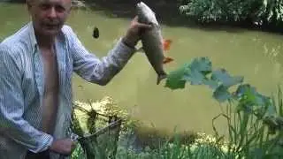 Ловля леща и голавля на горох. Горячее копчение рыбы.