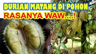 Eat Real Local Durian Falling from the Tree