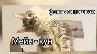 Кошечки Мейн - Кун🐾 Интересные факты о породе🔍