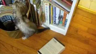 Cowboy the Ferret Goes To the 