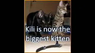 Sable, Kili and Lucy's story