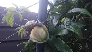 Slug Eating Garden Plant