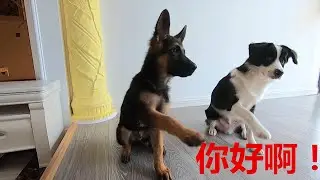 铲屎官教德牧技能，边牧在旁边无限加戏，真“狗”版戏精上线【阿尔法是只边牧】