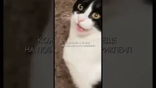 КОТ ПРОСТО ОФИГЕЛ 😨