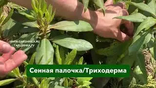 Как ухаживать за рододендроном после цветения?