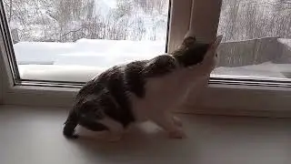 Моська охота на птичек