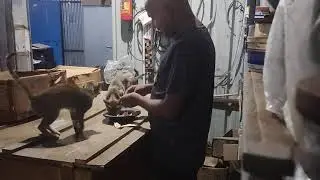 Feeding the cat || some injoy with children || cat & cat children || devyaan marg ||