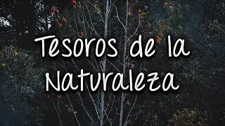 Tesoros de la naturaleza 🍃🌲