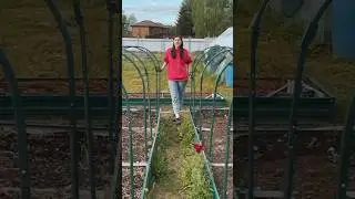 Схема посадки томатов 
