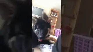 собака проснулась