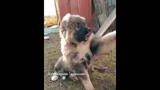 Щенок Кавказской Овчарки 3,5 месяца дает лапу #shorts  #кулинарнаягармония #щенок