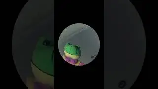 Pedro pedro pedro frog #trend