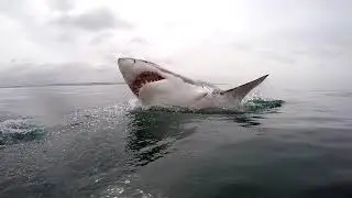 Dolphins Get F cking High
