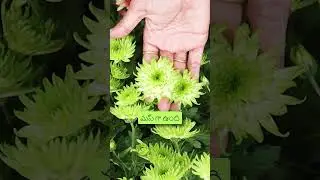 GREEN CHAMANTHI IN NURSERY MELA #shorts #gardening #nurserymela2024