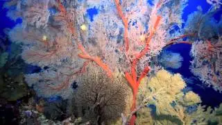 Thailand Diving Season 2014 / 2015