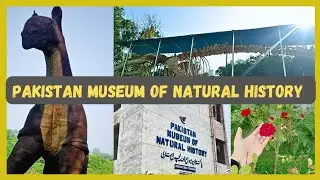 Pakistan Museum of Natural History Islamabad ❤️ Places to visit in Islamabad #vlog #pakistan